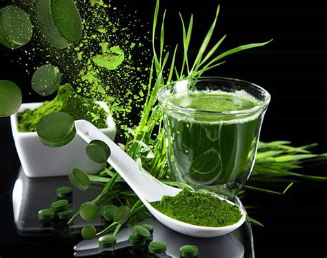 Best Spirulina Plant Stock Photos, Pictures & Royalty-Free Images - iStock