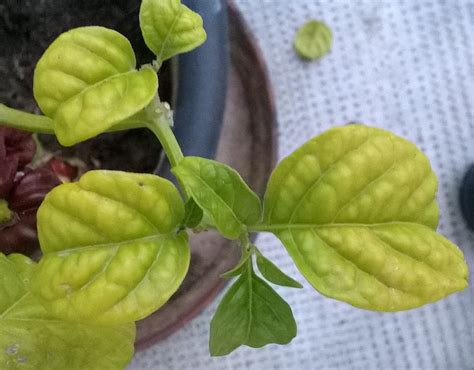 Chili leaves yellowing - Gardening & Landscaping Stack Exchange