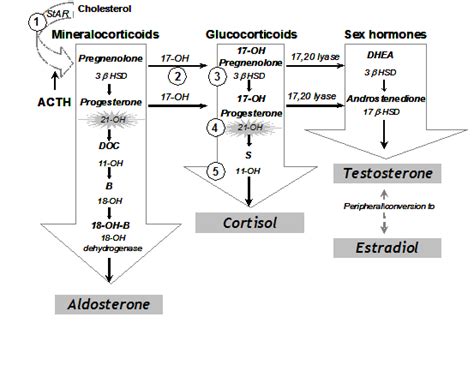 figure1 - Endotext