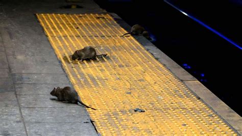 What if all the rats in NYC died tomorrow?