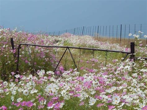 Cosmos growing wild in South African veld. | Landscape, Wild flowers, Cosmos flowers