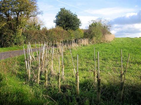 Hawthorn hedge newly planted