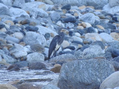 Community-led conservation of the White-bellied Heron, Bhutan | Whitley Award