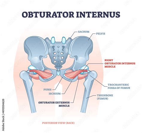 Obturator internus muscle with externus location near pelvis bone ...