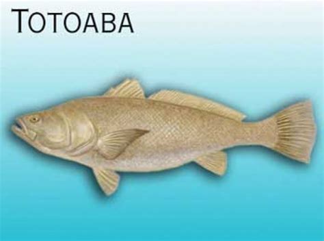 Totoaba fish: Characteristics, habitat, threats and more....