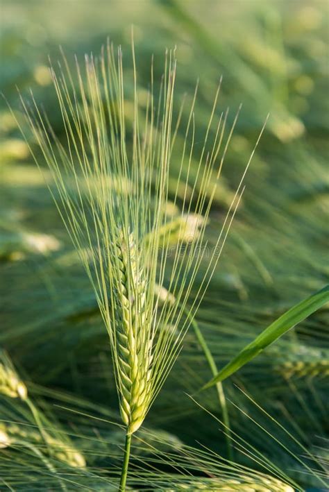 Barley plant in a field stock photo. Image of barley - 14786578