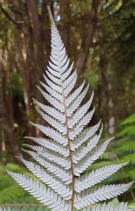 Tree Ferns ponga of the tangihua forest