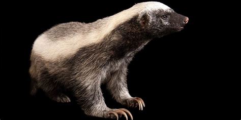 Ratel, honey badger – the bravest animal in the world | DinoAnimals.com