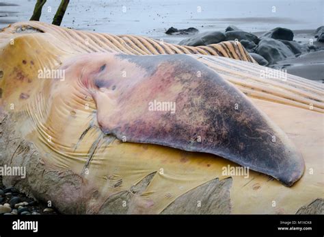 Beached blue whale, Glenburn, Wairarapa, New Zealand Stock Photo - Alamy