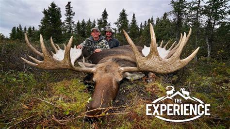 GIANT ALASKAN YUKON MOOSE - YouTube