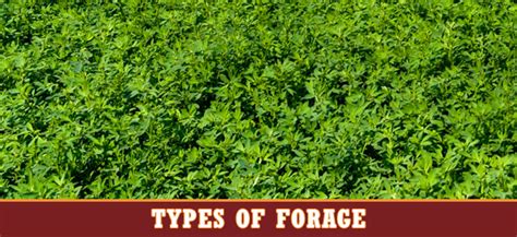 Types of Forage | Stampede Premium Forage | Consistently Consistent