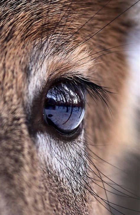 Pin by Yvonne van sark on CABIN crazy | Deer photography, Whitetail deer photography, Deer eyes