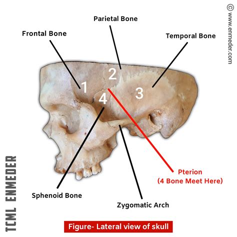 Pterion - TCML - The Charsi of Medical Literature