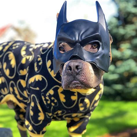 21 Pictures That Prove Pit Bulls Are Even Cuter on Halloween | Pitbulls ...