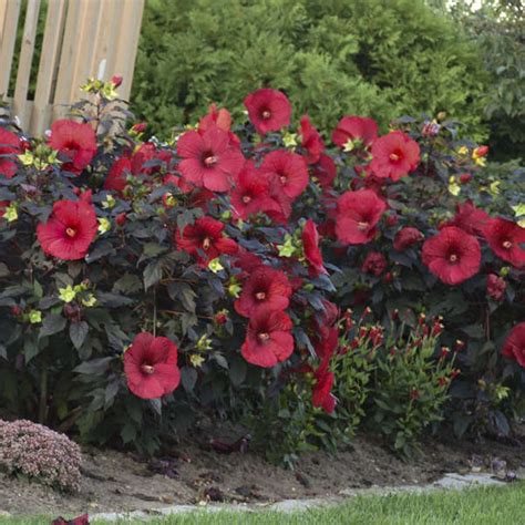 11 Deer Resistant Proven Winners® Perennials | Walters Gardens, Inc.