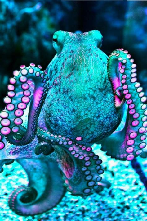 Octopus Wallpapers - Top Free Octopus Backgrounds - WallpaperAccess