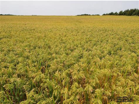 Proso Millet | CropWatch