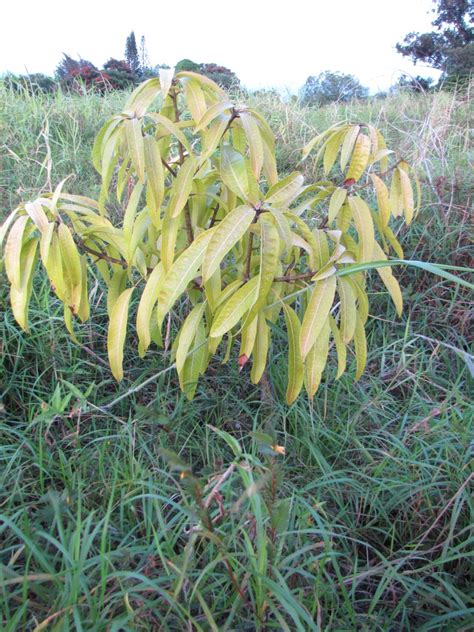 Haden Mango Tree | Project Welcome to My Garden