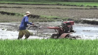 Life in a Day—Philippine Rice Field on Make a GIF