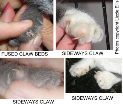 FELINE MEDICAL CURIOSITIES: TOES, PAWS AND CLAWS