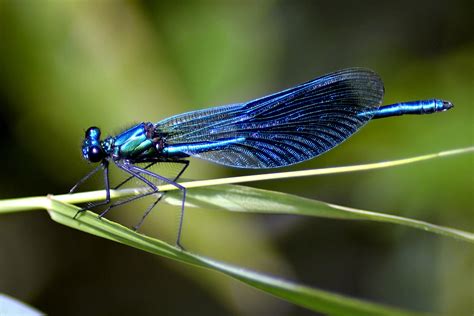 What Is a Dragonfly? 10 Amazing Dragonfly Facts