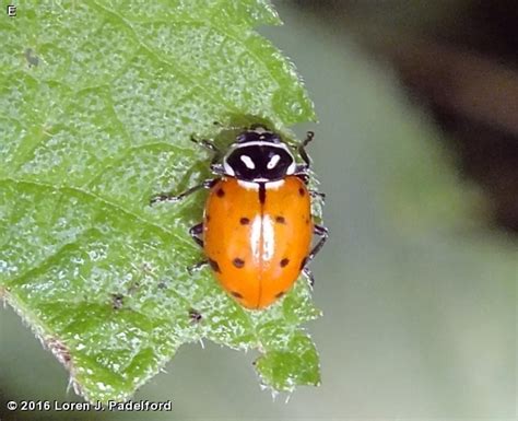 CONVERGENT LADY BEETLE - Fontenelle Forest Nature Search : Fontenelle Forest Nature Search