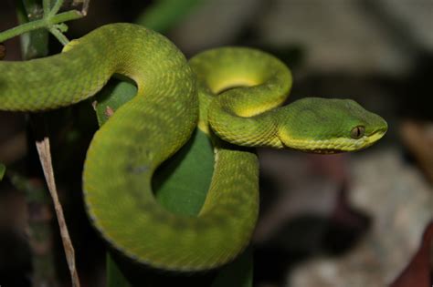 Trimeresurus albolabris | Macau Biodiversity