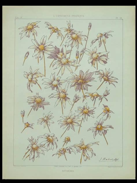 ANTHEMIS FLOWER, JULES HABERT DYS - 1896 LITHOGRAPH - FRENCH ART NOUVEAU, FLEURS: (1896) Edition ...