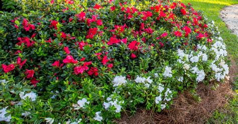 Encore Azalea Bloom Charts (A Bloom Guide) | Encore Azalea