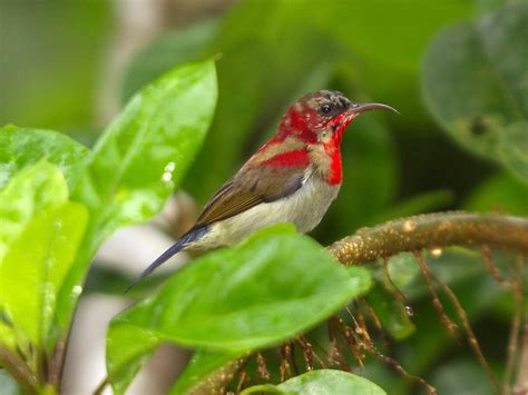 Crimson Sunbird On Branch HD desktop wallpaper : Widescreen : High ...