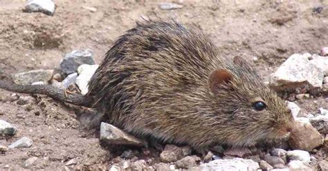 Bushy-tailed Woodrat Behavior - AnimalBehaviorCorner