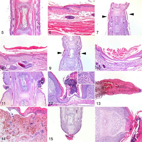 Normal tail; mouse. Note the regular profile of the tail. Figure 6.... | Download Scientific Diagram