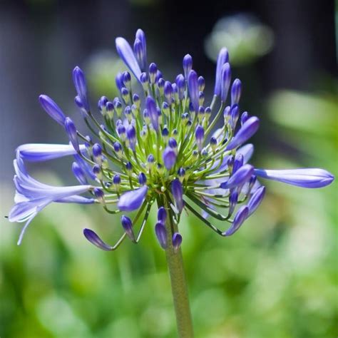 purple star flower image.jpg Hi-Res 720p HD