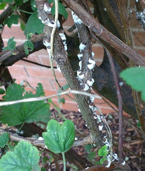 shrubs - What to do about a flowering currant covered with white ...