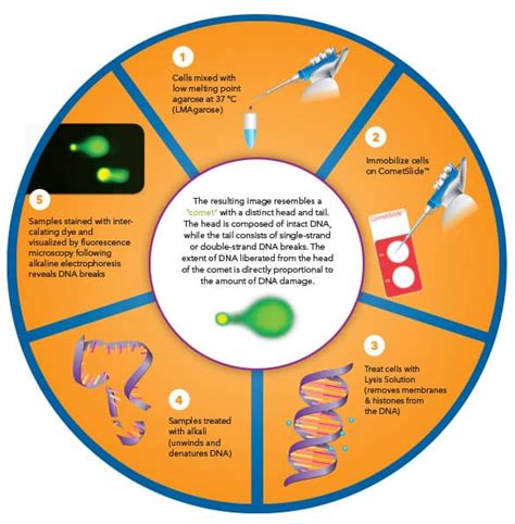 CometAssay Assay Principle: R&D Systems