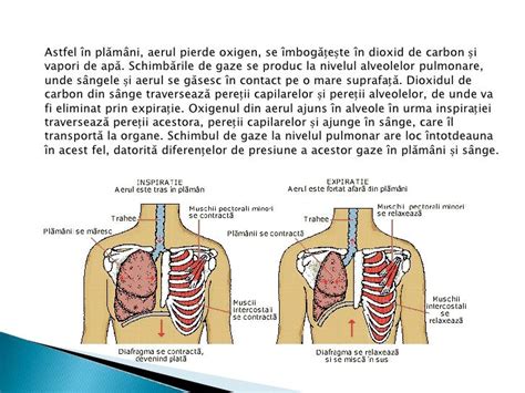 Sistemul respirator