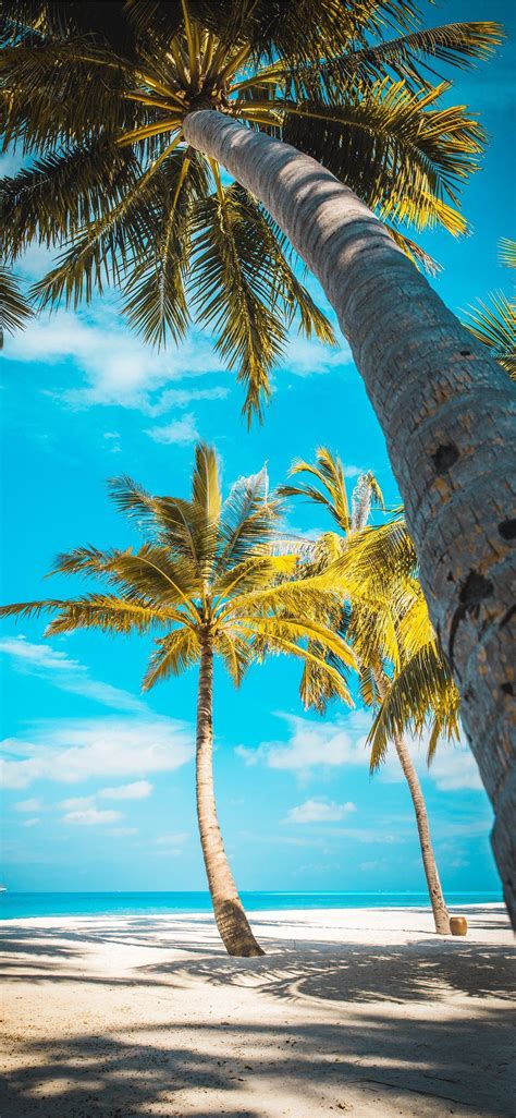 Palm Tree Beach Wallpapers - Top Free Palm Tree Beach Backgrounds - WallpaperAccess