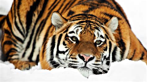 Wide Screen Desktop Backgrounds Tigers Wallpapers Free Download