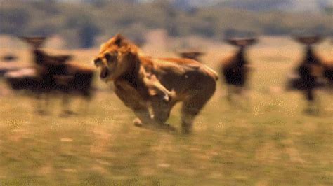 Big Cat Running GIF - Find & Share on GIPHY