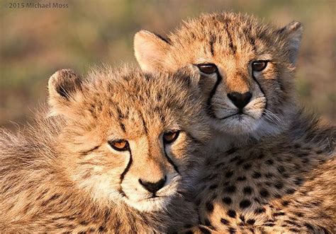 Pin by Mark de Rijke on ♡Cheetah♡ | Wild cats, Beautiful cats, Cheetah cubs