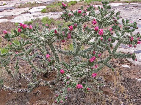 Southwest Colorado Wildflowers, Cylindropuntia imbricata