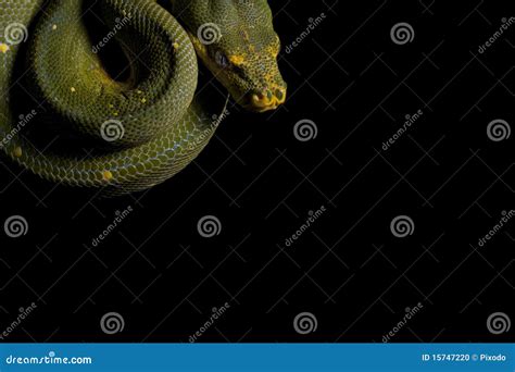 Python Snake Ready To Strike Stock Photo - Image: 15747220