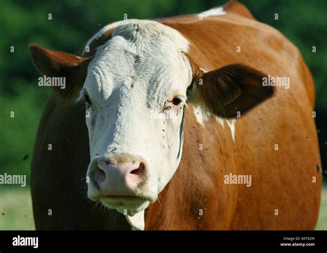 Cow Flies High Resolution Stock Photography and Images - Alamy