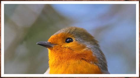 European robin | The European robin, known simply as the rob… | Flickr