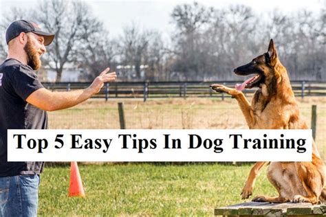 Top 5 Dog Training Tips - HubPages