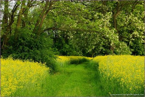 Landscapes of Mazovia | Krajobrazy Mazowsza: Field of rapeseeds #2 | Landscape, Cultural ...