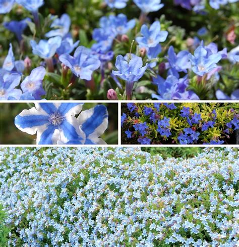 Lithodora diffusa 'Grace Ward' | Lithodora | Kings Garden Center