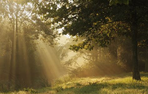 Wallpaper : sunlight, forest, nature, grass, branch, green, morning, mist, Sun, sunbeams, light ...