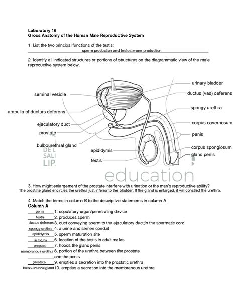 Male Reproductive System Worksheet Answer Key - prntbl.concejomunicipaldechinu.gov.co