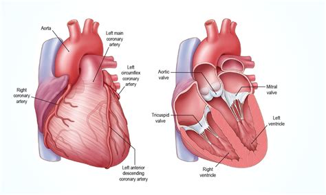 Heart Valve Program